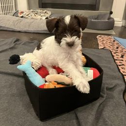 Miniature Schnauzer Puppies from Hume Family Mini Schnauzers