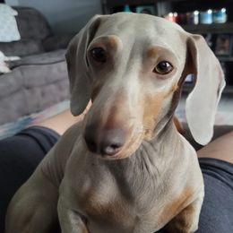Dachshunds from Fab Funky Doxies of SWFL