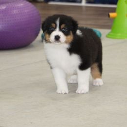 Shelton - Black tri-color male Australian Shepherd puppy in Jameson, Missouri from Sky Creek