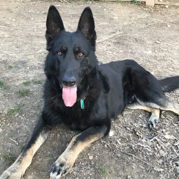 German Shepherd Puppies from Sandy’s Shepherds