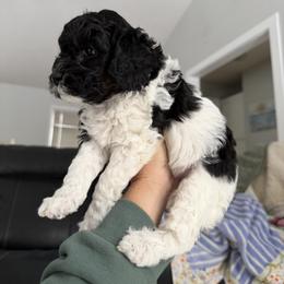 Cavapoo Puppies from House of Cavapoos