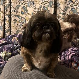 Shih Tzu Puppies from Meadow lane pups