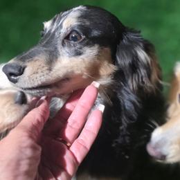 Rip's Reckoning - Black and cream male Dachshund puppy in Tucson, Arizona from Crowned Doxies