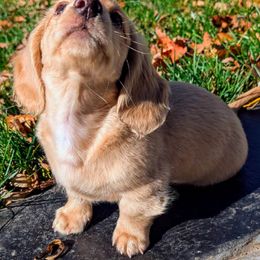 Dachshund Puppies from English Cream Dream Dachshunds