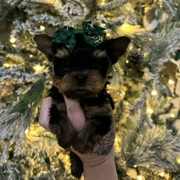 No white Female - Black and tan female Yorkshire Terrier puppy in Georgia from Nalley Kennels