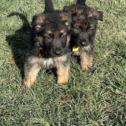 German Shepherd Puppies from Bidwell Knight Shepherds