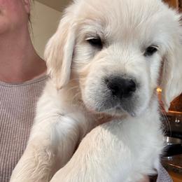 Orange boy - Light golden male Golden Retriever puppy in Pahrump, Nevada from Southern Nevada Goldens