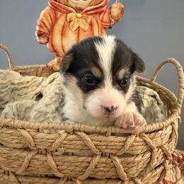 Girl 1 - female Pembroke Welsh Corgi puppy in Cumming, Georgia from Linda's Pembroke Welsh Corgis