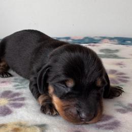 Roscoe - Black and tan male Dachshund puppy in Wallingford, Kentucky from Hensley Homestead Dachshunds