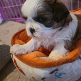 Niki - Tricolor female Shih Tzu puppy in Filer, Idaho from Shih Tzu Kennels