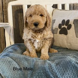 Goldendoodle Puppies from Jozlyn’s Pups