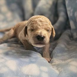 BISCUIT - Apricot male Goldendoodle puppy in Harris County, Texas from Cute & Curly Doodles