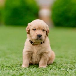Allie ( white Collar ) - Golden female Golden Retriever puppy in Oregon from A Goldens First Love
