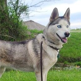 Miniature Australian Shepherds and Siberian Huskies from MightyTiny Kennel