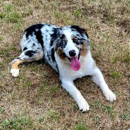 Australian Shepherds from A&K Southern Aussies