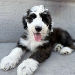 Rae - Brown and white female Sheepadoodle puppy in Chattanooga, Tennessee from River City Doodles TN