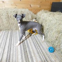 Ava's Male 2 - Blue male Italian Greyhound puppy in Sparta Tn And Caryville Fl, Tennessee from Summerwind Kennel