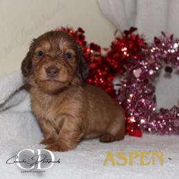 Aspen - Red female Dachshund puppy in Huntington, Texas from Camacho_Dachshunds