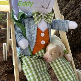 Eddy - Cream male Dachshund puppy in Wichita Falls, Texas from Long Dogs in The Falls