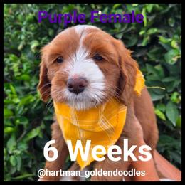 Purple - Red  female Goldendoodle puppy in Upland, California from Hartman Goldendoodles