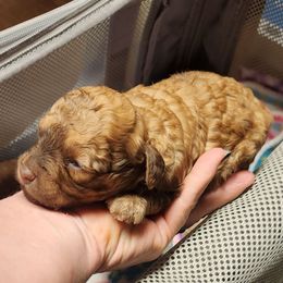 Girl 2 - Brown female Poodle puppy in Louisiana from Mias Bayou Puppies, LLC