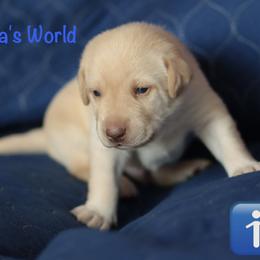 Blue collar - Yellow male Labrador Retriever puppy in Wallace, North Carolina from Maya's World Labradors with Love