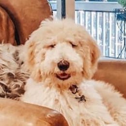 Bernedoodles and Goldendoodles from Vineyard Doodles