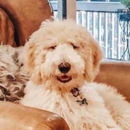 Bernedoodles and Goldendoodles from Vineyard Doodles