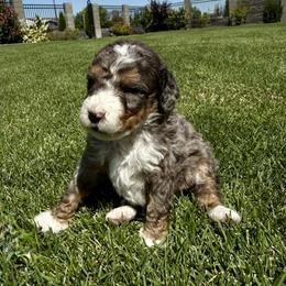 Bernedoodle Puppies from Burbank Bernedoodles