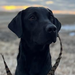 Jovi - Labrador Retriever