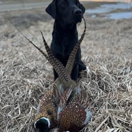 Jovi - Labrador Retriever