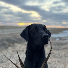 Jovi - Labrador Retriever