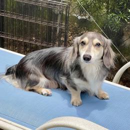 Bronn - Dachshund