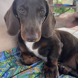 Heinrich - Dachshund