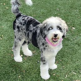 Aussiedoodle All Grown Up from Blu’s Aussiedoodles
