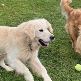 Golden Retrievers from Bluebonnet Goldens