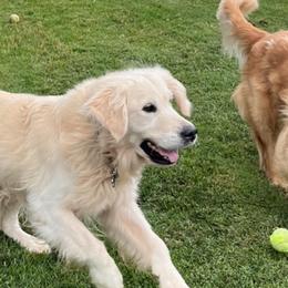 Golden Retrievers from Bluebonnet Goldens