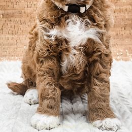 Double Doodle, Labradoodle, and Sheepadoodle Puppies from Mule Mountain Doodles