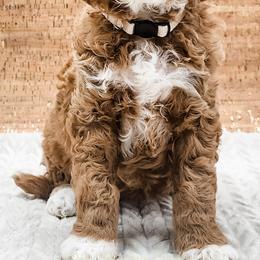 Double Doodle, Labradoodle, and Sheepadoodle Puppies from Mule Mountain Doodles