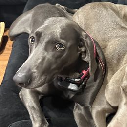 Luna - Weimaraner