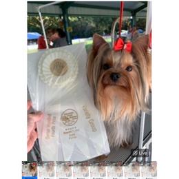 Kissy - Yorkshire Terrier