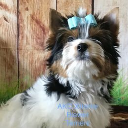 Boy  1 - Black tan and white male Biewer Terrier puppy in Jonestown, Pennsylvania from AKC Xtreme Biewer Terriers...