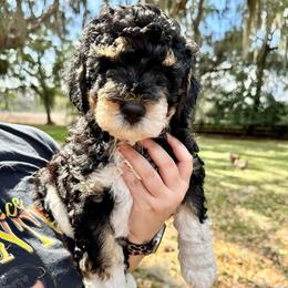 Captain - Black male Goldendoodle puppy in Ocala, Florida from The Treasured Puppies Department