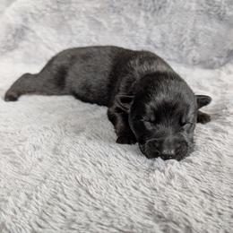 Sprout - Sable male German Shepherd puppy in Waterloo, New York from Von Nikolaos German Shepherds