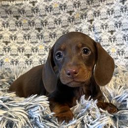 Dachshund Puppies from Ace’s Doxies