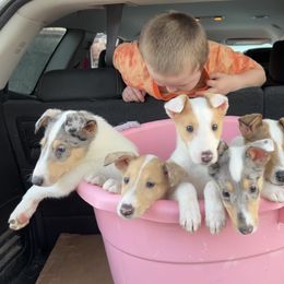 Collie Puppies from Lakeside Collies