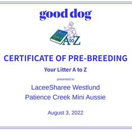 Miniature Australian Shepherd Puppies from Patience Creek Mini Aussie