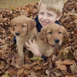 Golden Retriever Puppies from Deer Run Goldens