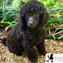 Female 1 - Brown female Poodle puppy in Lakeland, Florida from Anna-Ash Poodles