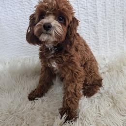 Trigger - Cavapoo